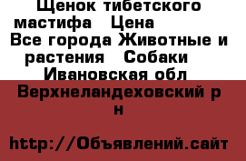 Щенок тибетского мастифа › Цена ­ 60 000 - Все города Животные и растения » Собаки   . Ивановская обл.,Верхнеландеховский р-н